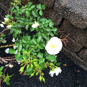 Meet your Posher, Lindsey